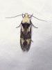 304805 – Photo : Moth-er – France (69)